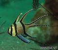 scuba diving photo