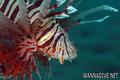 scuba diving photo