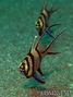 scuba diving photo