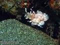 scuba diving photo