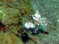 scuba diving photo