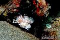 scuba diving photo
