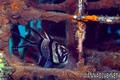 scuba diving photo