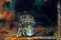 scuba diving photo