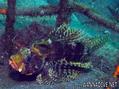 scuba diving photo