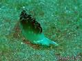 scuba diving photo