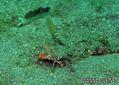 scuba diving photo