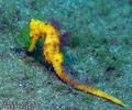 scuba diving photo