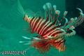 scuba diving photo