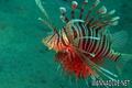 scuba diving photo
