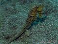 scuba diving photo
