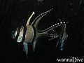 scuba diving photo
