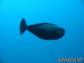scuba diving photo