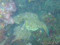 scuba diving photo