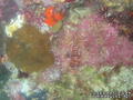 scuba diving photo