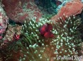 scuba diving photo