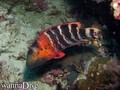scuba diving photo