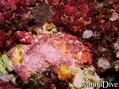 scuba diving photo