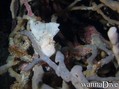 scuba diving photo