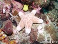 scuba diving photo