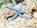 scuba diving photo