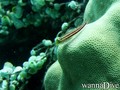 scuba diving photo