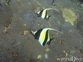 scuba diving photo