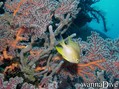 scuba diving photo