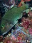scuba diving photo