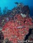 scuba diving photo