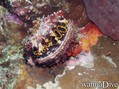 scuba diving photo