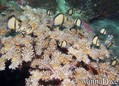 scuba diving photo
