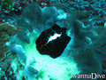 scuba diving photo