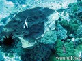 scuba diving photo