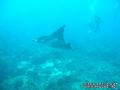 scuba diving photo