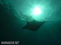 scuba diving photo
