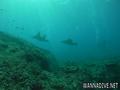 scuba diving photo
