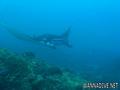 scuba diving photo
