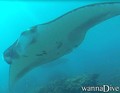 scuba diving photo