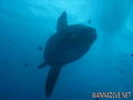 scuba diving photo