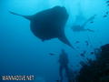 scuba diving photo