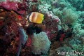 scuba diving photo