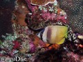 scuba diving photo