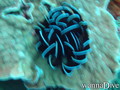 scuba diving photo