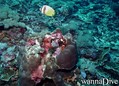 scuba diving photo