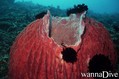 scuba diving photo