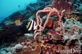 scuba diving photo