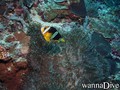 scuba diving photo