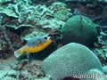 scuba diving photo
