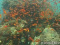 scuba diving photo